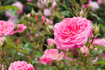 ピンクの薔薇（スイート ドリフト）　Sweet Drift © knight0315