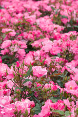Fototapeta premium ピンクの薔薇（ピンクノックアウト）Pink Knock Out