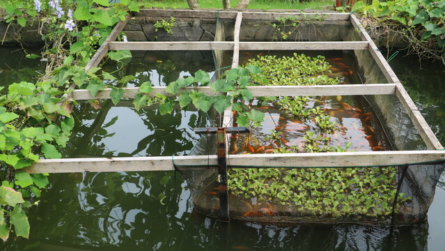fish in the aquaponic pool