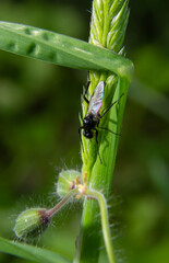 Close up of Bibio marci. A St Mark's fly isolated on the green background