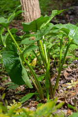 Arum maculatum in habitat. Aka snakeshead, adder's root, wild arum, arum lily, lords-and-ladies, devils and angels, cows and bulls, cuckoo-pint, Adam and Eve, bobbins and jack in the pulpit