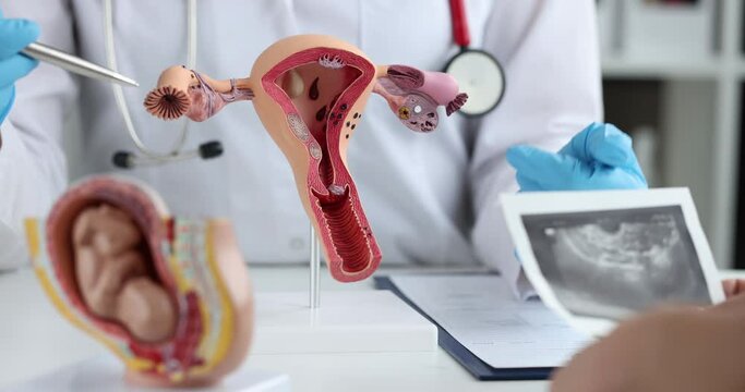 Demonstration model of female reproductive system of gynecologist in clinics closeup