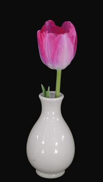 Time lapse of opening pink tulip in a vase isolated on black background