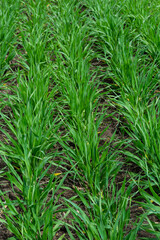 Young wheat seedlings growing in a soil. Agriculture and agronomy theme. Organic food produce on field. Natural background