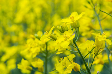 Rapeseed field, Blooming canola flowers close up. Rape on the field in summer. Bright Yellow rapeseed oil. Flowering rapeseed
