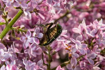Golden bronze, Cetonia aurata, is a species of winged from the subfamily of bronzes, Cetoniinae. Bronze beetle collects nectar and pollen from the flowers of a lilac bush, Syringa