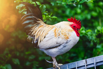 Rooster stand on the iron fence on the background of beautiful bokeh in the sunset rays. Free Range Cock in morning time. Rooster looking out, crowing in a garden. One colorful chicken on a sunny day
