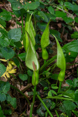 Flower of Lord and ladies or snakeshead plant, Arum maculatum