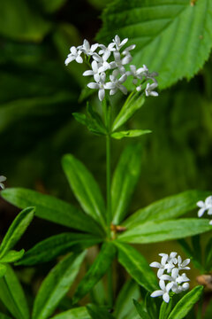 Sweetscented bedstraw, Galium odoratum, flowers in the spring forest. White wildflowers. Close-up