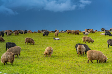 Sheep graze in a sunlit meadow	
