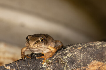 Young european grass frog sitting on a wooden log, Rana temporaria
