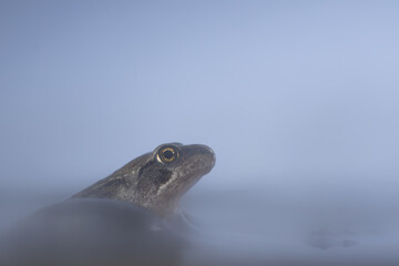 A young  brown frog looks out of the shallow water on a foggy cold morning, Rana temporaria