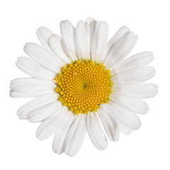 White in white, a close up of a daisy flower isolated on white background, Leucanthemum