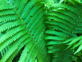 Close-up on green fern leaves. Nature background.