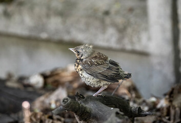 a young thrush chick has just learned to fly and is learning about the world