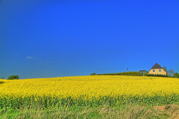 Rapsfeld
Rapeseed field