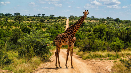 Giraffe watching for you