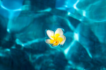 Fototapeta na wymiar Bali, Ubud. Franjipani flowers float on a swimming pool