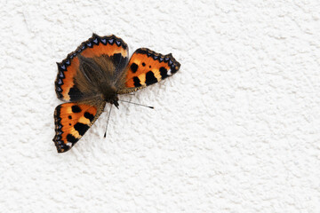 Fototapeta na wymiar Schmetterling Aglais urticae - kleiner Fuchs- auf einer Hauswand in der Sonne