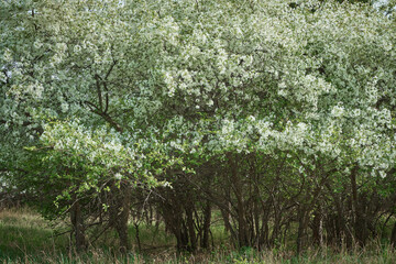 flowering tree with white flowers