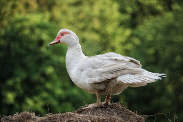 white goose in the grass