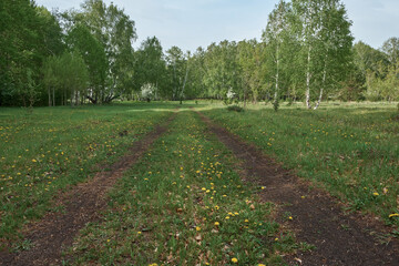 road through the blossoming forest in spring