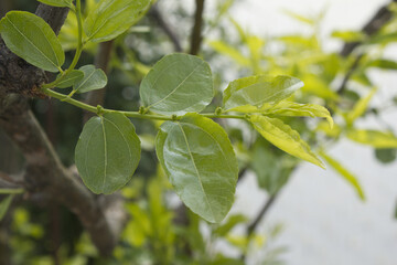 Fototapeta na wymiar Leaves hanging from a jujube tree branch.