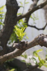 Leaves hanging from a jujube tree branch.