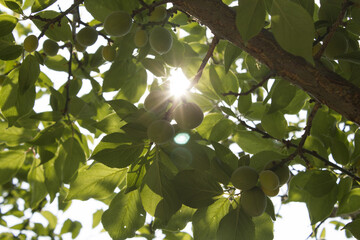 Plums hanging on branches on a farm.
