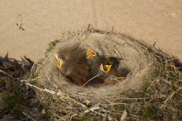 It's a baby of the Varied Tit in the nest.