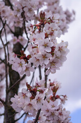 Sakura - kwitnąca wiśnia japońska © Asfodel