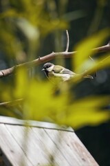 titmouse on a branch