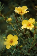 yellow flowers in the garden