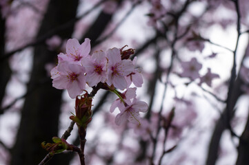 Sakura - kwitnąca wiśnia japońska - obrazy, fototapety, plakaty