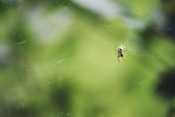 spider on web