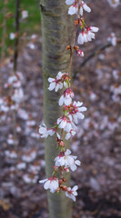 Sakura - kwitnąca wiśnia japońska © Asfodel