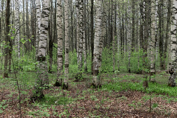 Spring birch forest. Awakening of nature. Natural background.