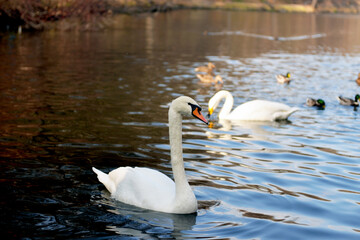 Swan on the lake