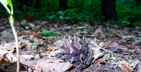 Fallen ripe pine cone on the ground in the forest