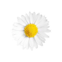Chamomile flower isolated on white background, close-up.
