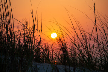 Beach Reeds in Morning sunrise