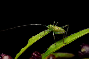 The speckled bush-cricket (Leptophyes punctatissima) is a flightless species of bush-cricket belonging to the family Tettigoniidae. it is common across much of Europe.
