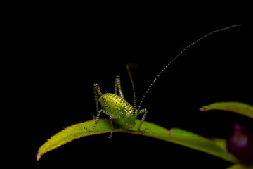 The speckled bush-cricket (Leptophyes punctatissima) is a flightless species of bush-cricket belonging to the family Tettigoniidae. it is common across much of Europe.
