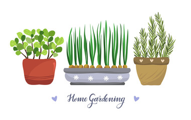 Home gardening.Vector illustration. Mint, rosemary, green onions, handmade, postcard, print on t-shirt, stickers