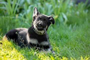 Naklejka na ściany i meble Dog puppy, German Shepherd;