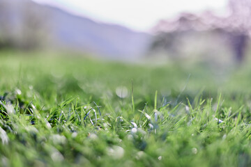 Leaves of green young grass on the background of the alpine mountains, a spring landscape close-up