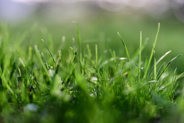 Fototapeta premium Green grass in spring, close-up photo