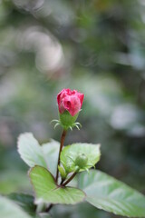 Blooming red rose, Red rose garden