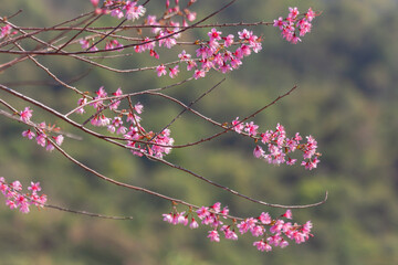 Pink cherry blossom or Prunus cerasoides in springtime