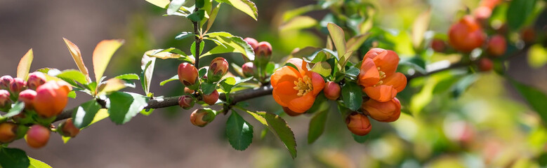 Close-up of orange buds and flowers of Japanese quince. Orange Japanese quince blooms in spring. Large buds of orange Japanese quince on the branches. Copy the place for the text.